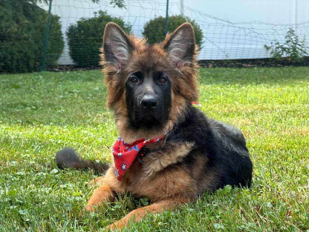 A German Shepherd puppy in a red bandana, resting in the grass